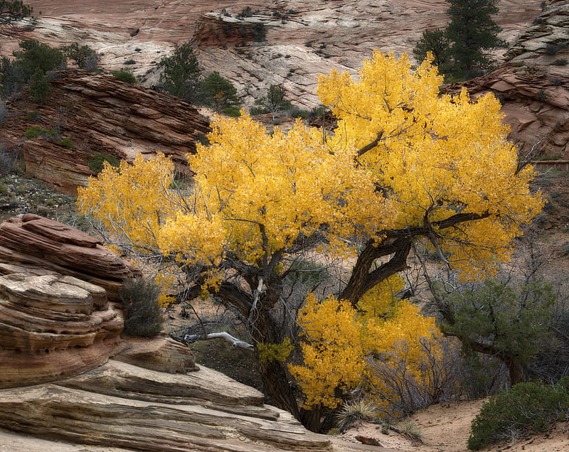 Yellow Tree, Rocks, Zion, Fall Ultra, Seasons, Autumn, Leaves, Fall, foliage, nikond800e, fallcolor, zion, zionnationalpark, yellowtree, leafcolors, HD wallpaper