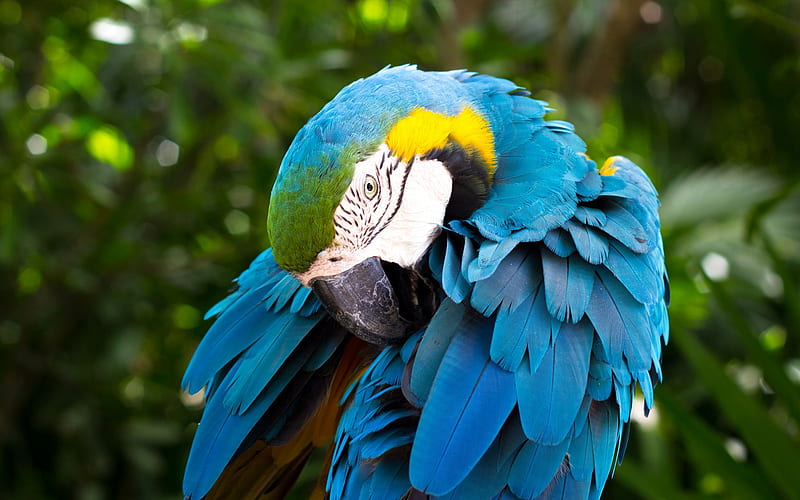 Blue-and-yellow macaw, beautiful parrot, birds, macaws, parrots, South America, HD wallpaper