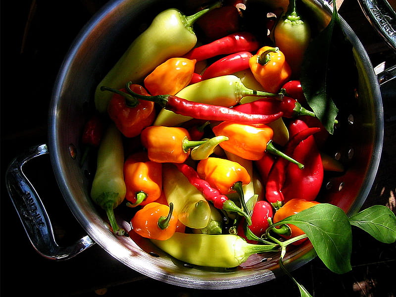 Hot Chili Peppers, food, chili, vegetarian, comestible, graphy, spicery, spices, blend, peppers, HD wallpaper