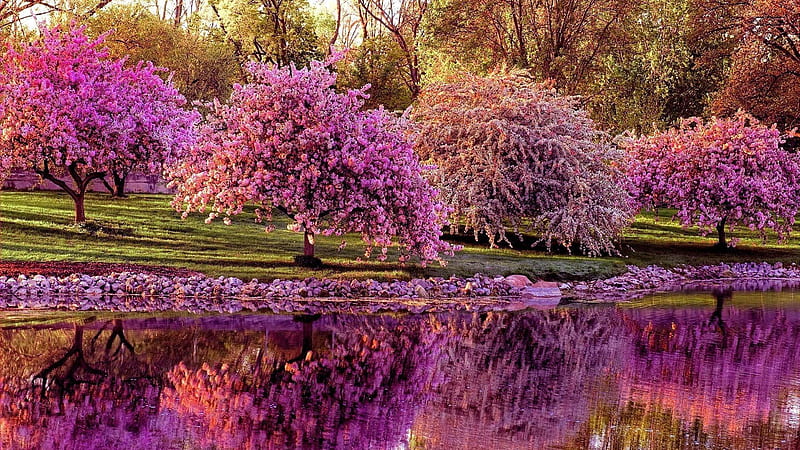 Pink Blossom Spring Flowers Covered Trees With Reflection On Body Of Water Spring Background, HD wallpaper