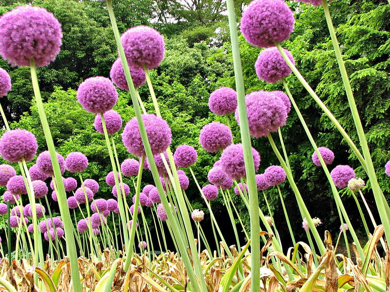 Allium Giganteum, spring, tree, green, purple, summer, flower, garden, nature, pink, HD wallpaper