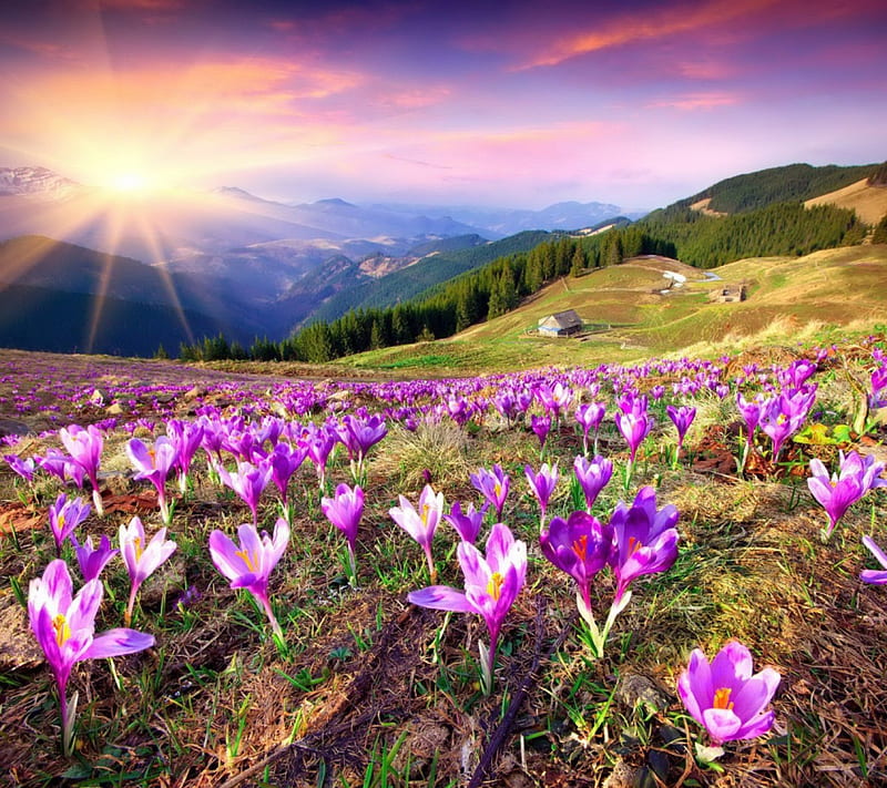 Spring Flowers, crocus, flowers, spring, sunset, field, meadow, HD wallpaper