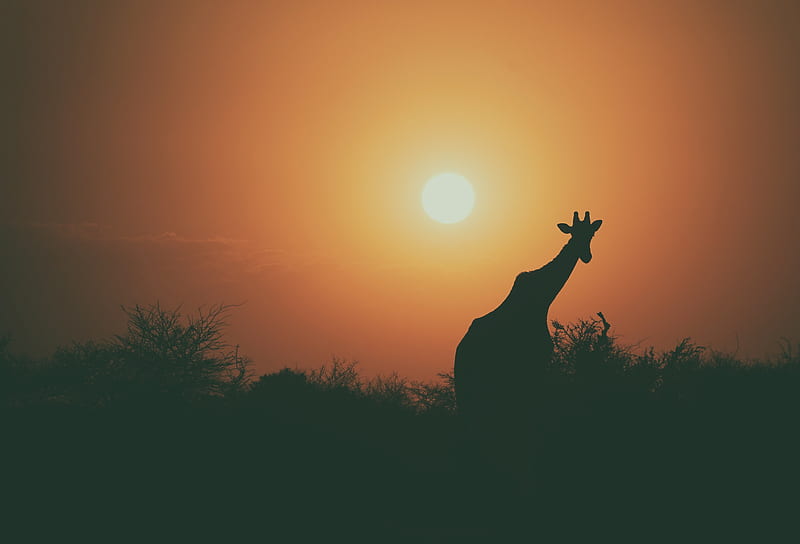 Camel Silhouette, camel, animals, silhouette, HD wallpaper