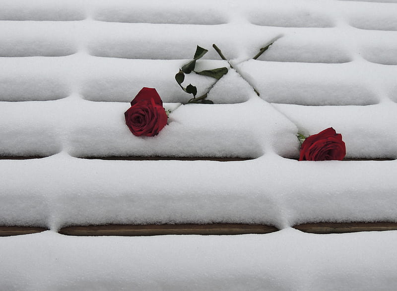 Deep Red Roses, Red, graphy, Roses, Snow, Flowers, Nature, Winter, HD wallpaper