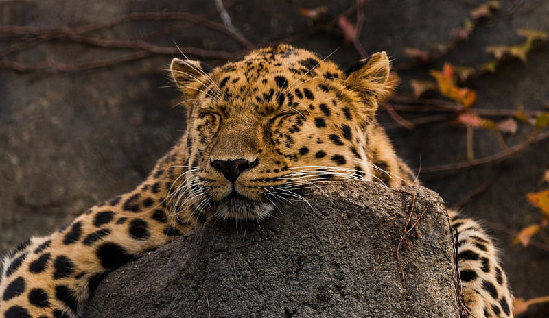 Cats, Leopard, Big Cat, Sleeping, Wildlife, predator (Animal), HD wallpaper
