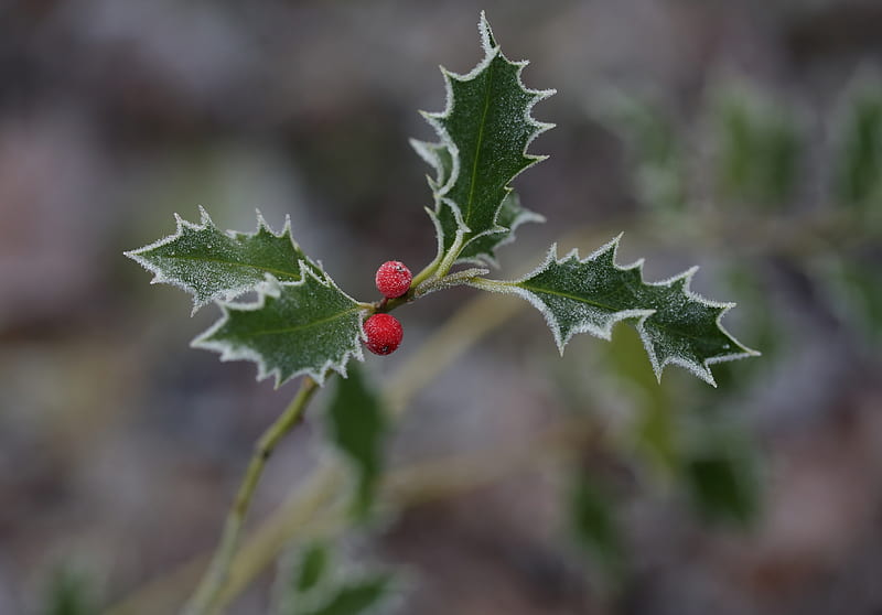 Mistletoe, frozen, frost, leaf, red, christmas, craciun, iarna, winter, berry, green, HD wallpaper