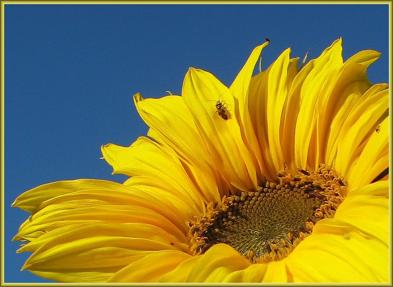 Bugs on a sunflower, yellow flower, bugs, yellow, sunflower, sky, bee, summer, flower, blue sky, insects, HD wallpaper