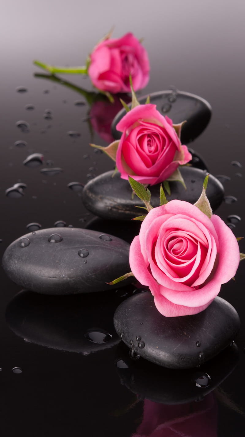 Roses, bonito, nature, pink, spa, stones, HD phone wallpaper