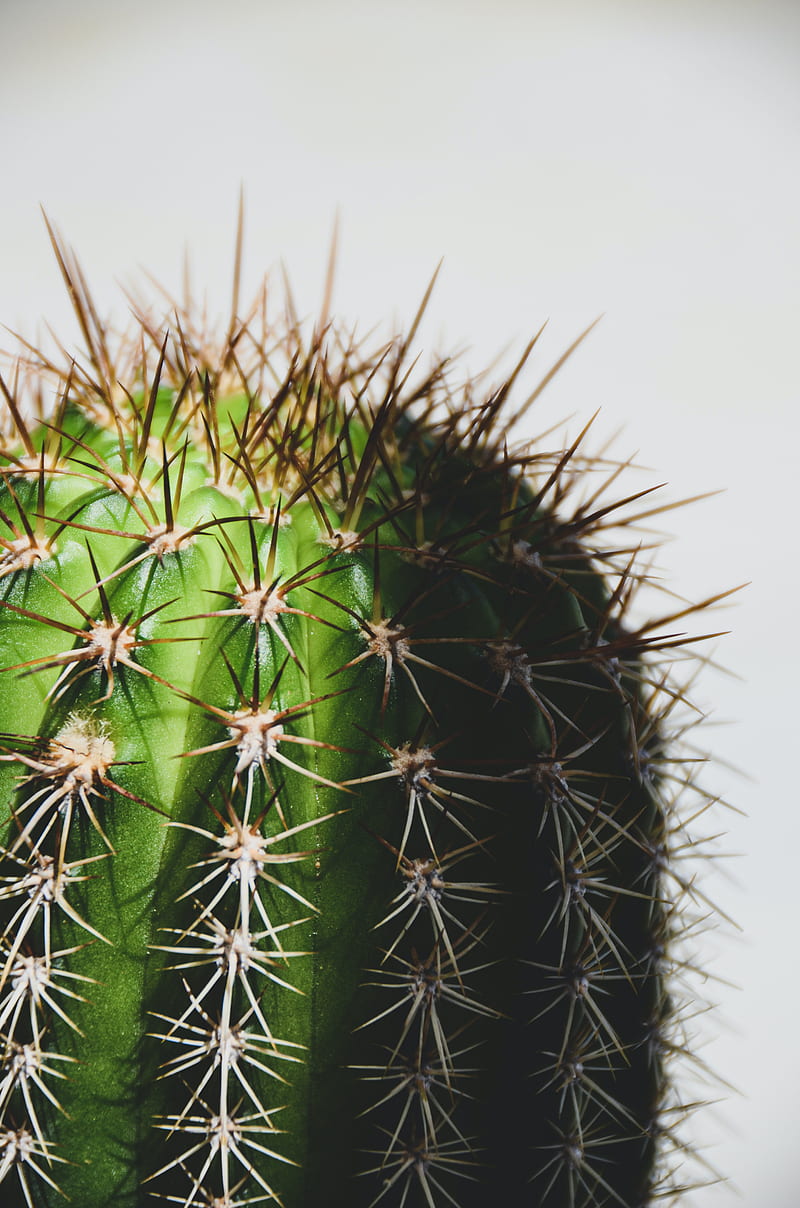 cactus, spines, macro, plant, HD phone wallpaper