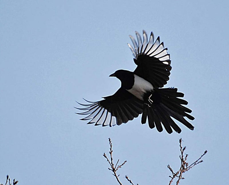 magpie, black, pica, sky, flying, HD wallpaper