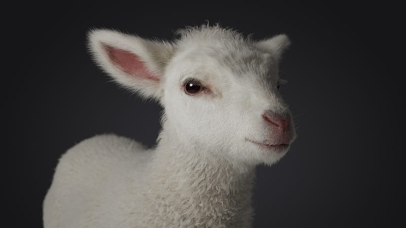 Lamb, cute, 3D, easter, spring, johan leuf, white, animal, pink, HD wallpaper