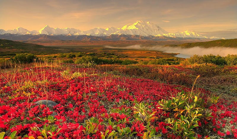 Alaskan-Tundra-in-Autumn-Denali-National-Park, colors, bonito, sky, clouds, mountain, sunsets, flowers, nature, landscape, HD wallpaper