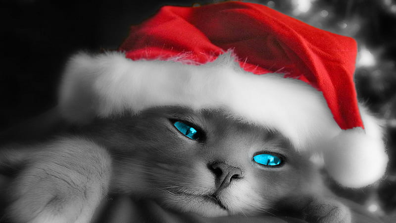 Cat With Blue Eyes Wearing Santa Cap Cat, HD wallpaper