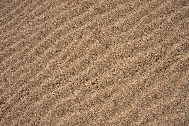 sand, traces, desert, HD wallpaper