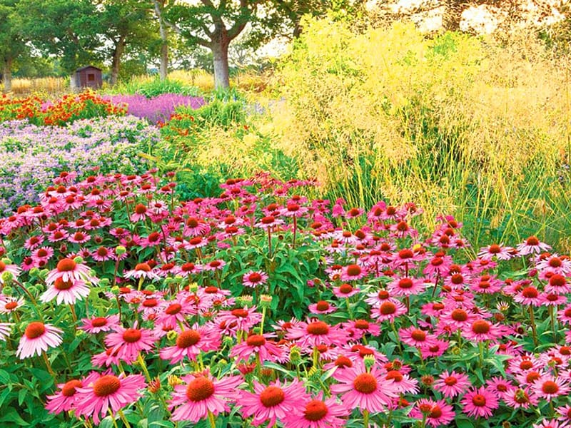 Beautiful colorful flowers from the garden, kert, gyonyoru, szines, viragok, HD wallpaper