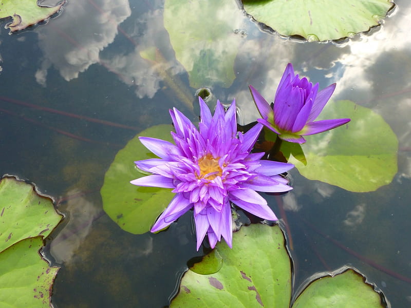 Blue Lotus, leaves, water, blossom, petals, bud, HD wallpaper