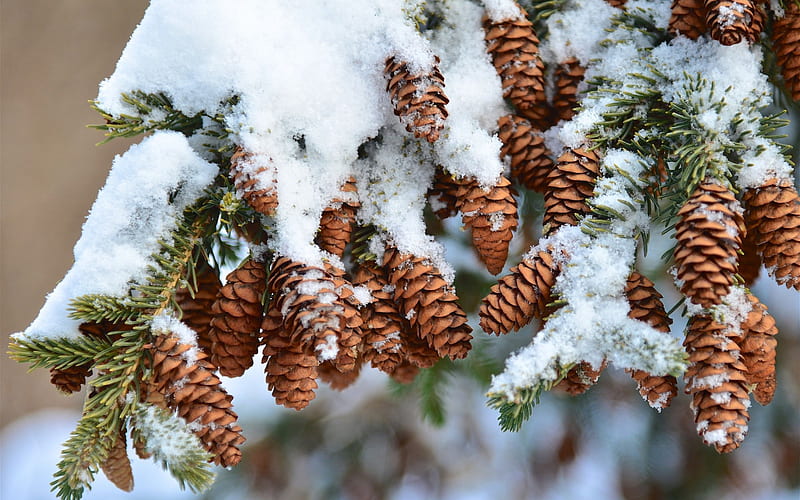 winter, cones, snow on branches, forest, winter landscape, HD wallpaper