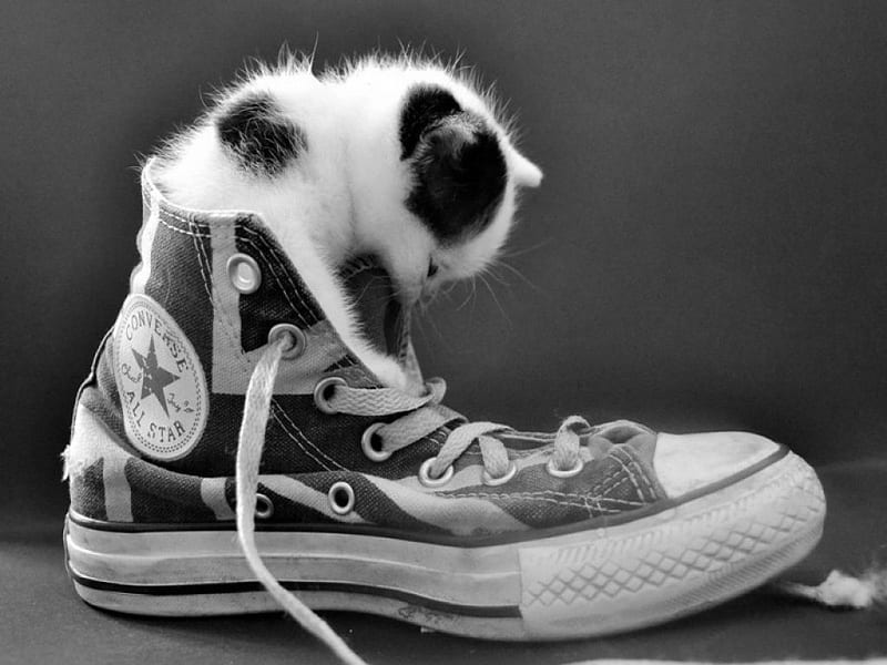 My Shoe, adorable, shoe, kitten, sweet, HD wallpaper | Peakpx