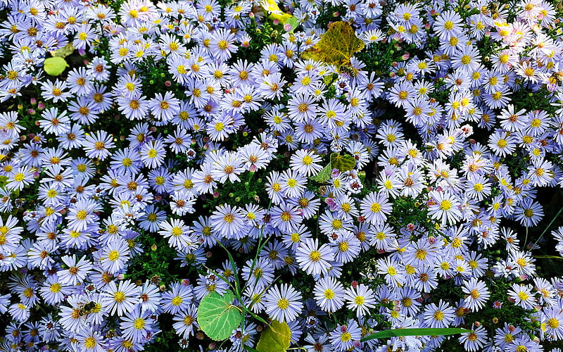 chamomile, aerial view, summer flowers, white flowers, Asteraceae, HD wallpaper