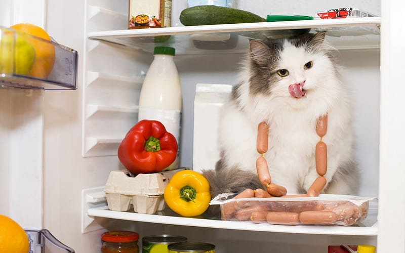 What?! I'm cool!, cute, food, refrigerator, funny, cat, animal, pisica, HD wallpaper