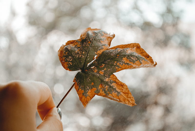 Close-Up graphy of Person Holding Autumn Leaf, HD wallpaper