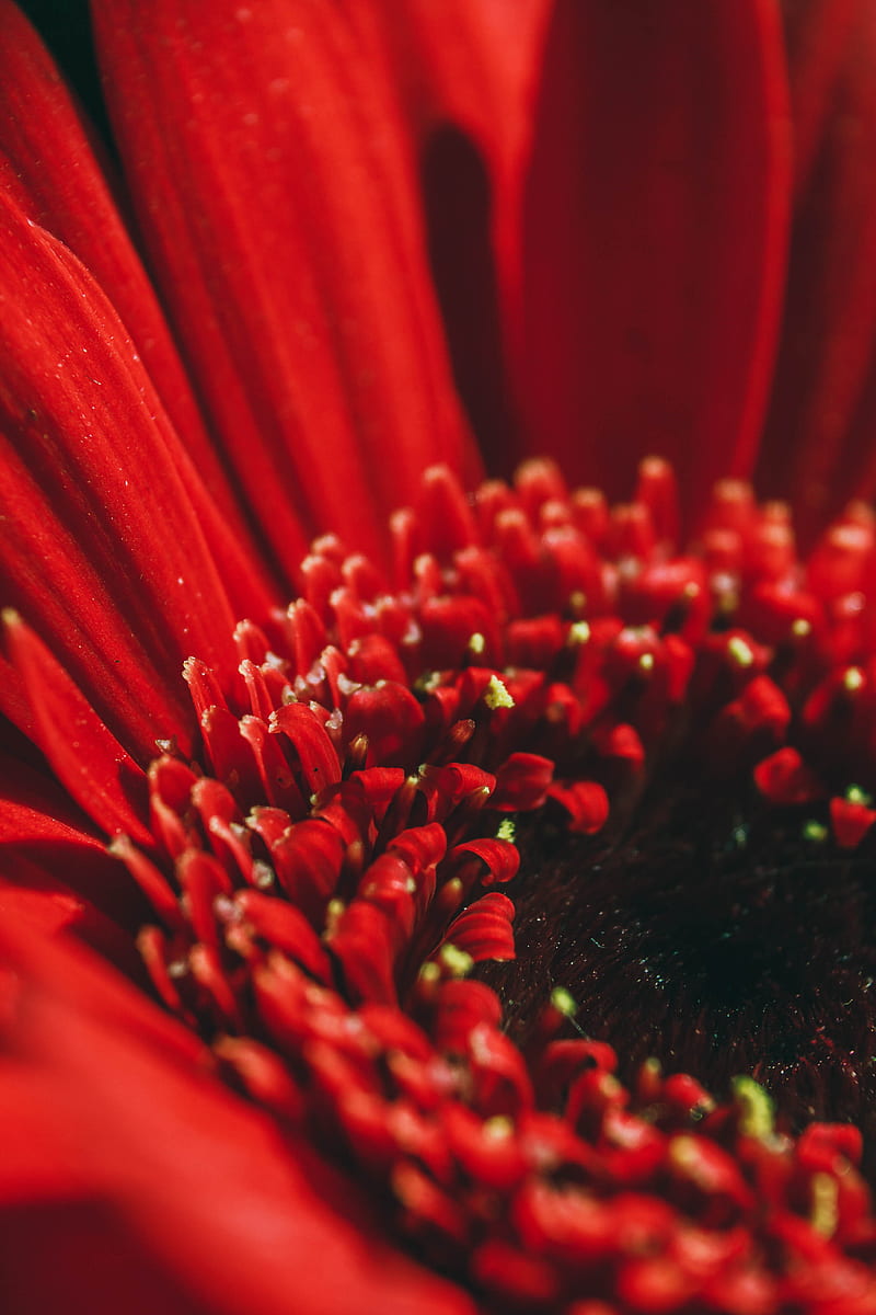 flower, red, macro, petals, HD phone wallpaper
