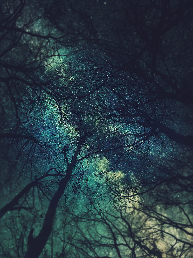 Nightsky, fantasy, forest, moonlight, nature, sky, stars, HD phone wallpaper