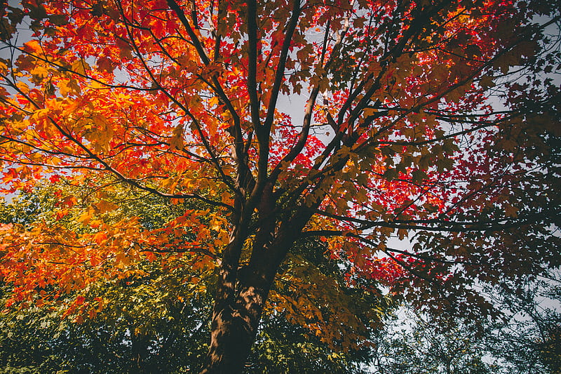 low angle view of yellow and red tree, HD wallpaper