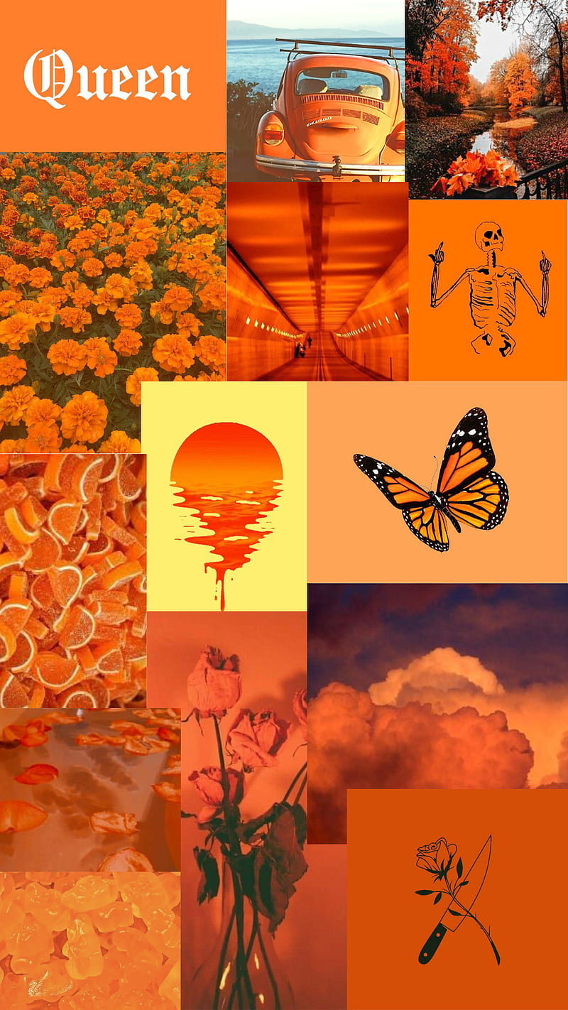 HD wallpaper Beauty in orange orange and black butterfly and orange  petaled flower  Wallpaper Flare