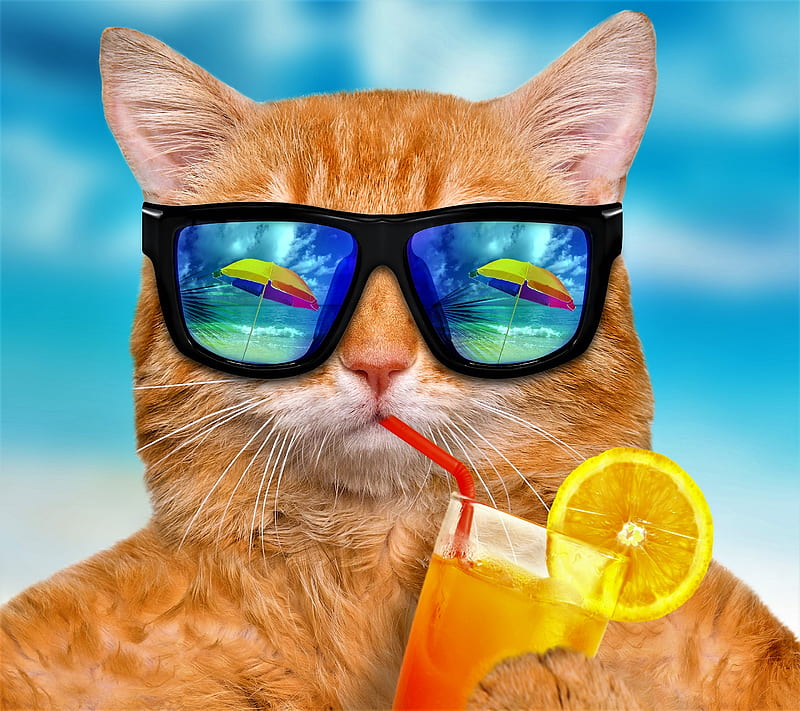 cat, beach, drink, summer, vacation, HD wallpaper