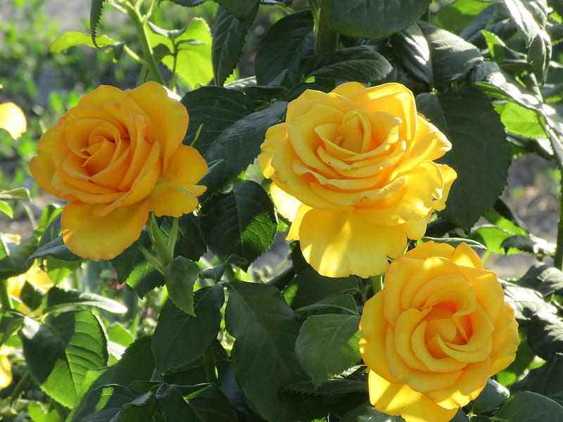 Yellow Roses, Close up, Roses, Flowers, Petals, HD wallpaper | Peakpx