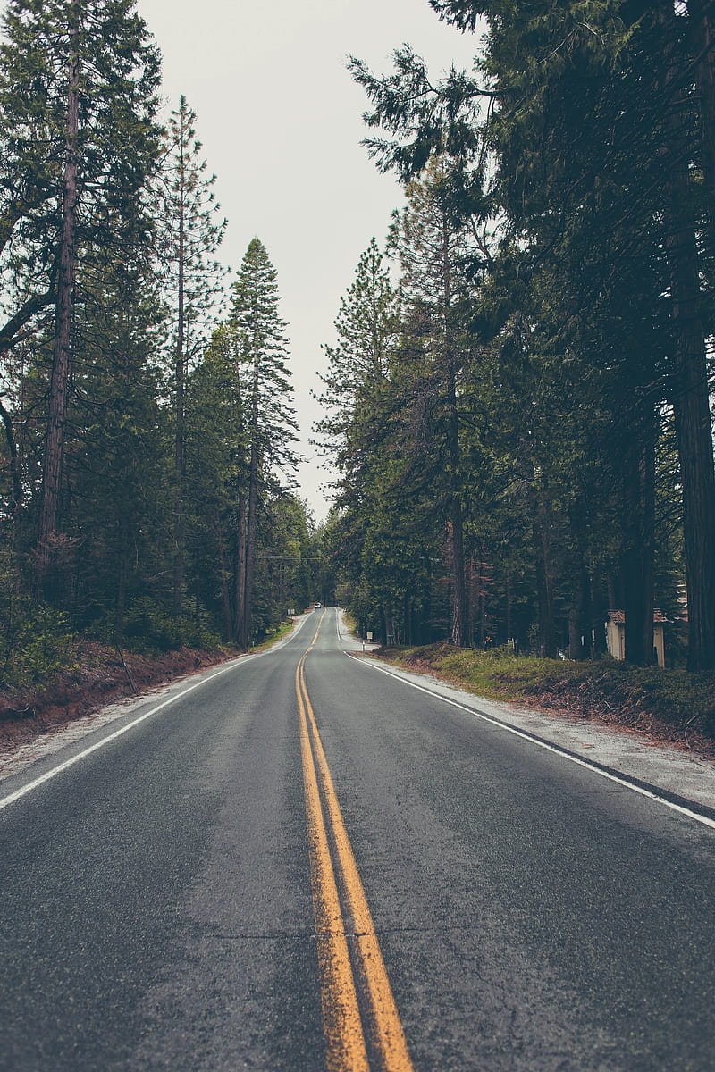 road, trees, asphalt, marking, direction, forest, HD phone wallpaper