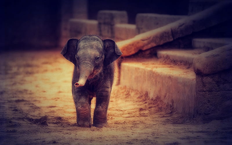 elephant baby, zoo park, cute animals, elephants, Elephantidae, elephant in zoo, small elephant, HD wallpaper