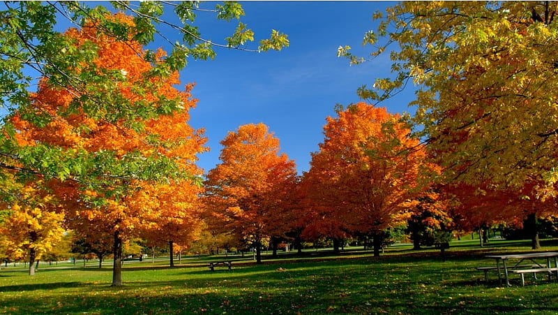 Orange Autumn Trees from a Park, HD wallpaper | Peakpx