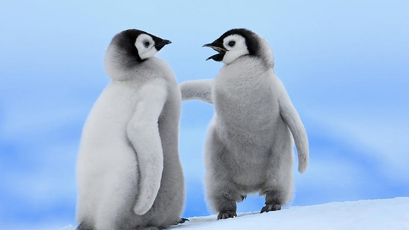 Penguins, ice, water, south-pole, HD wallpaper