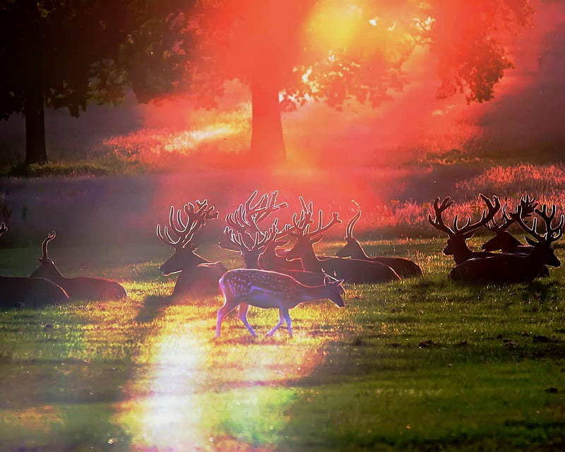 Deer at Sunset, grass, sunset, crutch, fog, afternoon, sundown, nice, gold, multicolor, repose, relaxation, dawn, naural, red, bonito, break, horns, deer, leaves, roots, green, leisure, animals, pillow, maroon, halt, nature, truce, branches, foggy, orange, yellow, bracket, layo, stand, lounge, calm, beauty, evening, sunrise, morning, rest, trees, cool, awesome, sunshine, hop, antlers, colorful, sleep, landing, brown, trunks, antelope, refreshment, graphy, grasslands, pink, amazing sunlight, colors, respite, leaf, relaxing, HD wallpaper