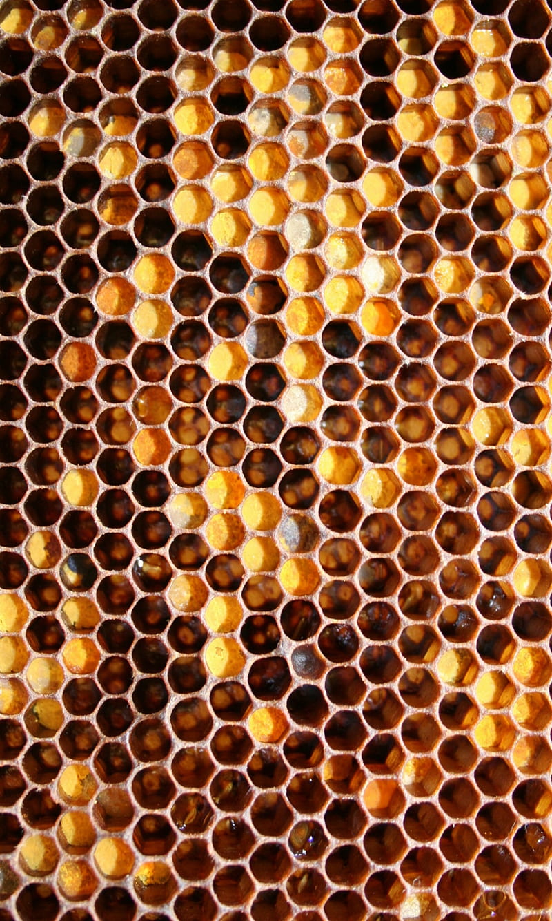 Honeycomb, bees, nature, HD phone wallpaper