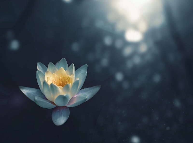 White Water Lily Flower Night Ultra, Nature, Flowers, Flower, Night, White, waterlily, HD wallpaper