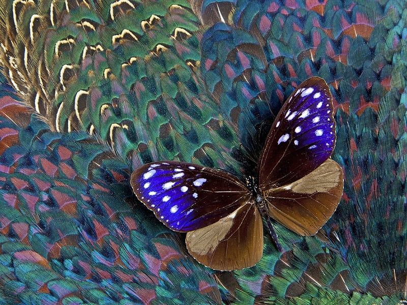 Peacock Butterfly, art, butterfly, nature, digital art, feathers, HD wallpaper