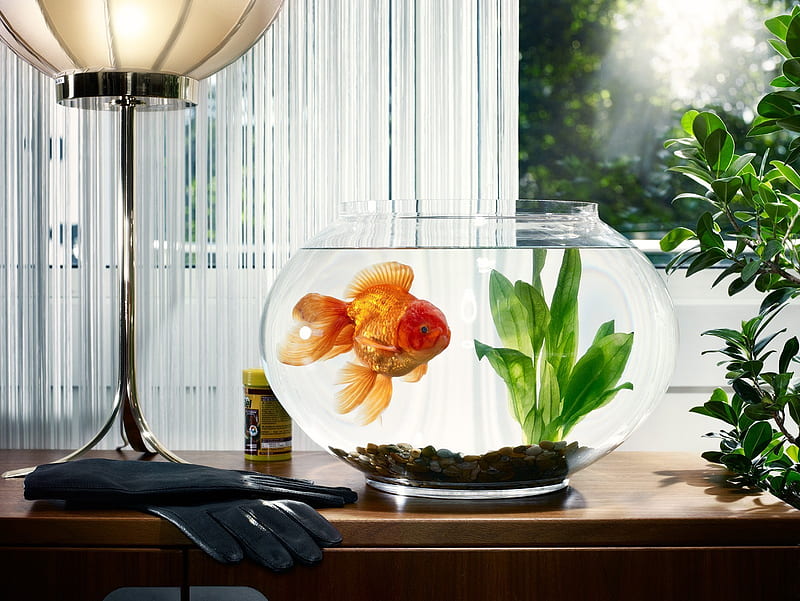 At home, pretty, lamp, window, fins, fish, tail, plant, curtains, goldfish, glass, nice, gloves, marbles, fishbowl, fishfood, HD wallpaper