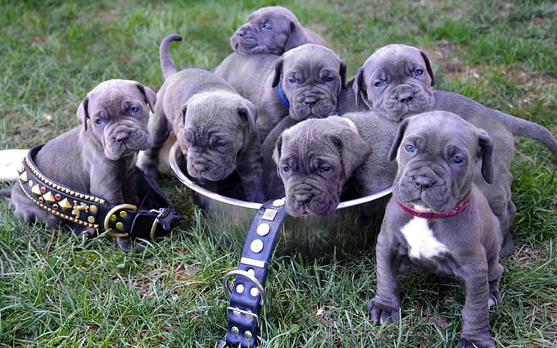 Neapolitan Mastiff, small gray puppies family, cute animals, funny puppies, pets, dogs, HD wallpaper