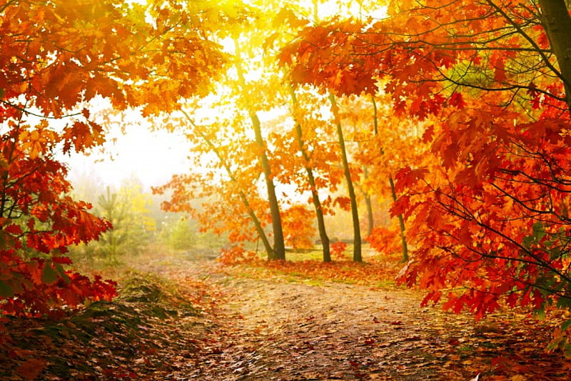 Misty Forest, fall, autumn, leaves, path, colors, trees, HD wallpaper ...