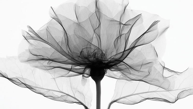 X Ray Vision of Poppy by Steven Meyers, Black and White, Poppy, X Ray, Flower, HD wallpaper