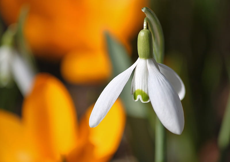 White Flower Bud, HD wallpaper | Peakpx