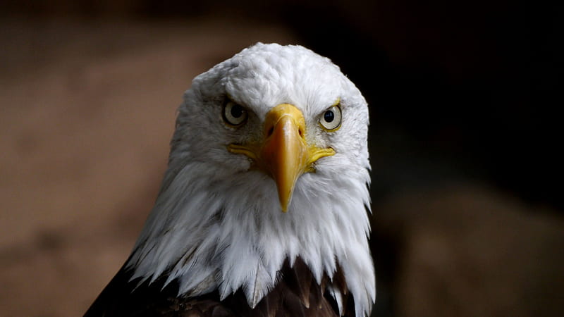 Bald Eagle Frontal View F, beautiful, animal, graphy, Bald Eagle, bird, avian, wide screen, wildlife, raptor, HD wallpaper