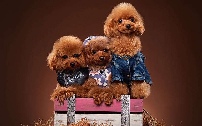 Cute puppies, brown, caine, animal, sweet, cute, toy poodle, trio, puppy, dog, HD wallpaper
