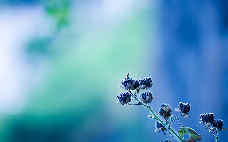 Kornblumenblau, flower, cornflower, flower, nature, blue, HD wallpaper