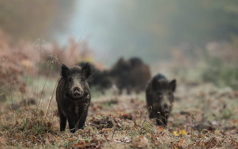 Wild boars, forest, black boar, forest animals, HD wallpaper
