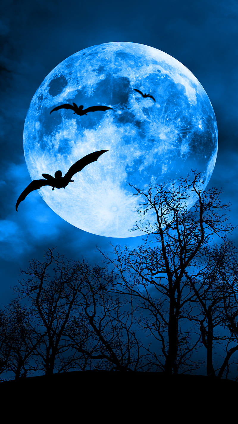 Moonlight, birds, dark, moon, moonshine, nature, night, trees, HD phone wallpaper