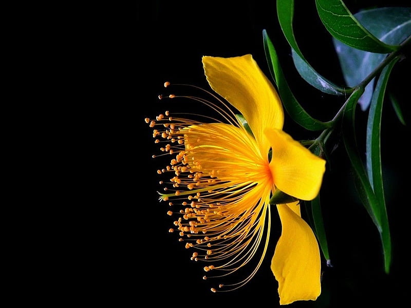 Flower precious, flower, yellow, black, petal, HD wallpaper | Peakpx